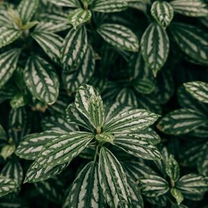 UNLISTED | Random Pull